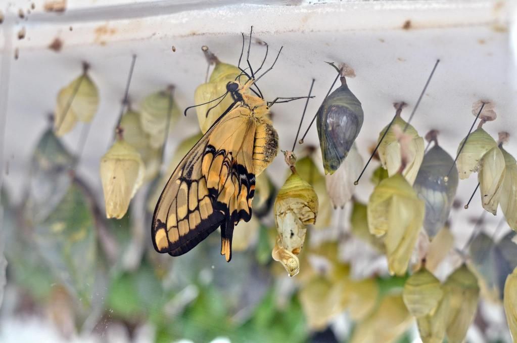 emerging butterfly photo: Hatching... taken through a glass window but you can still see this butterfly emerging. 892786_10200530151031917_943899187_o.jpg