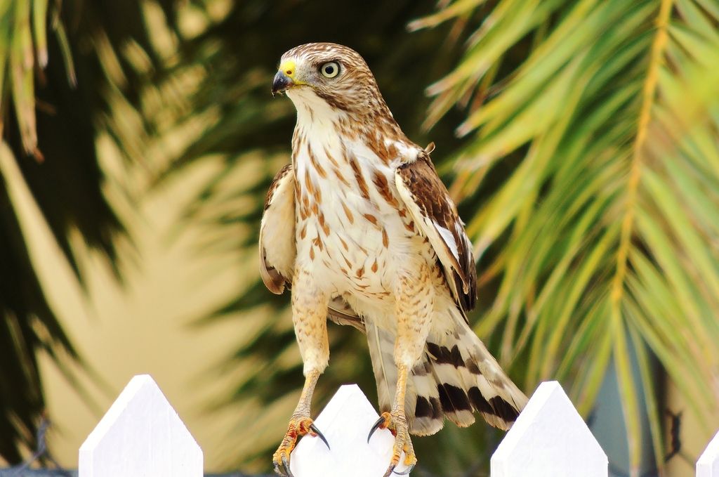 Broad-Winged%20Hawk%202_zpsvk9lyzwj.jpg