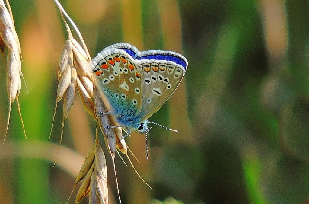 CommonBlue2_zps4d81bbef.jpg