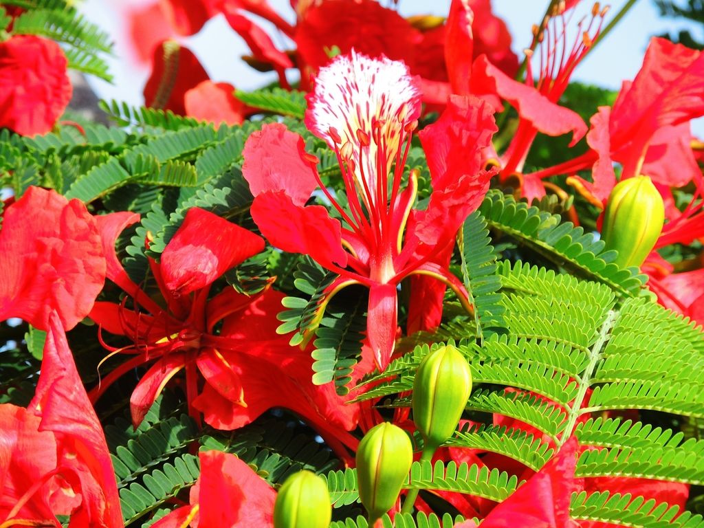 Flambouyant%20tree%20flower_zps23poief2.jpg