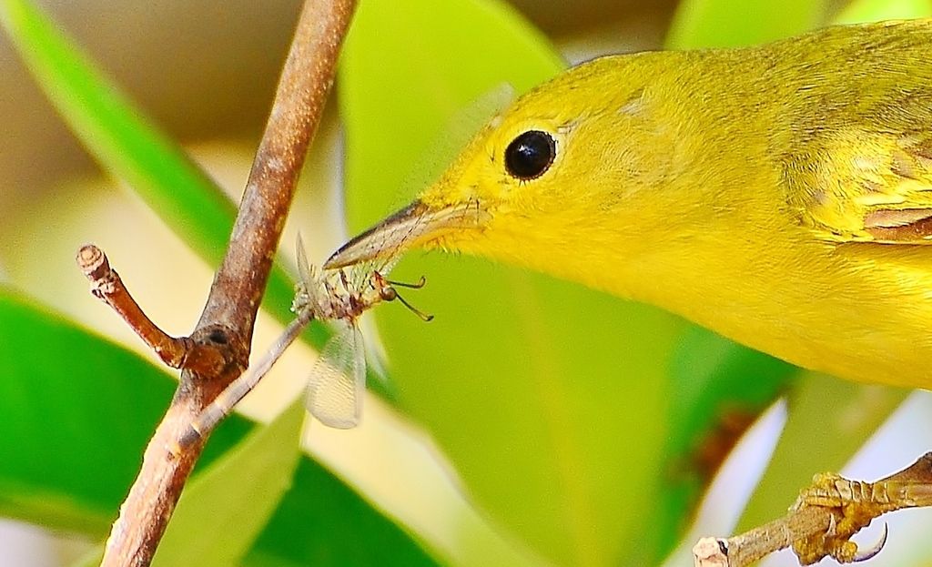 Yellow%20Warbler%20with%20Antlion%20adult_zps4rxz8niu.jpg