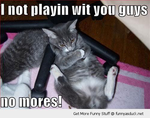 funny-not-playing-cat-angry-moody-pics_zps89dd6de8.jpg