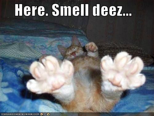 funny-pictures-smell-orange-cat-feet_zpsd28abdfc.jpg