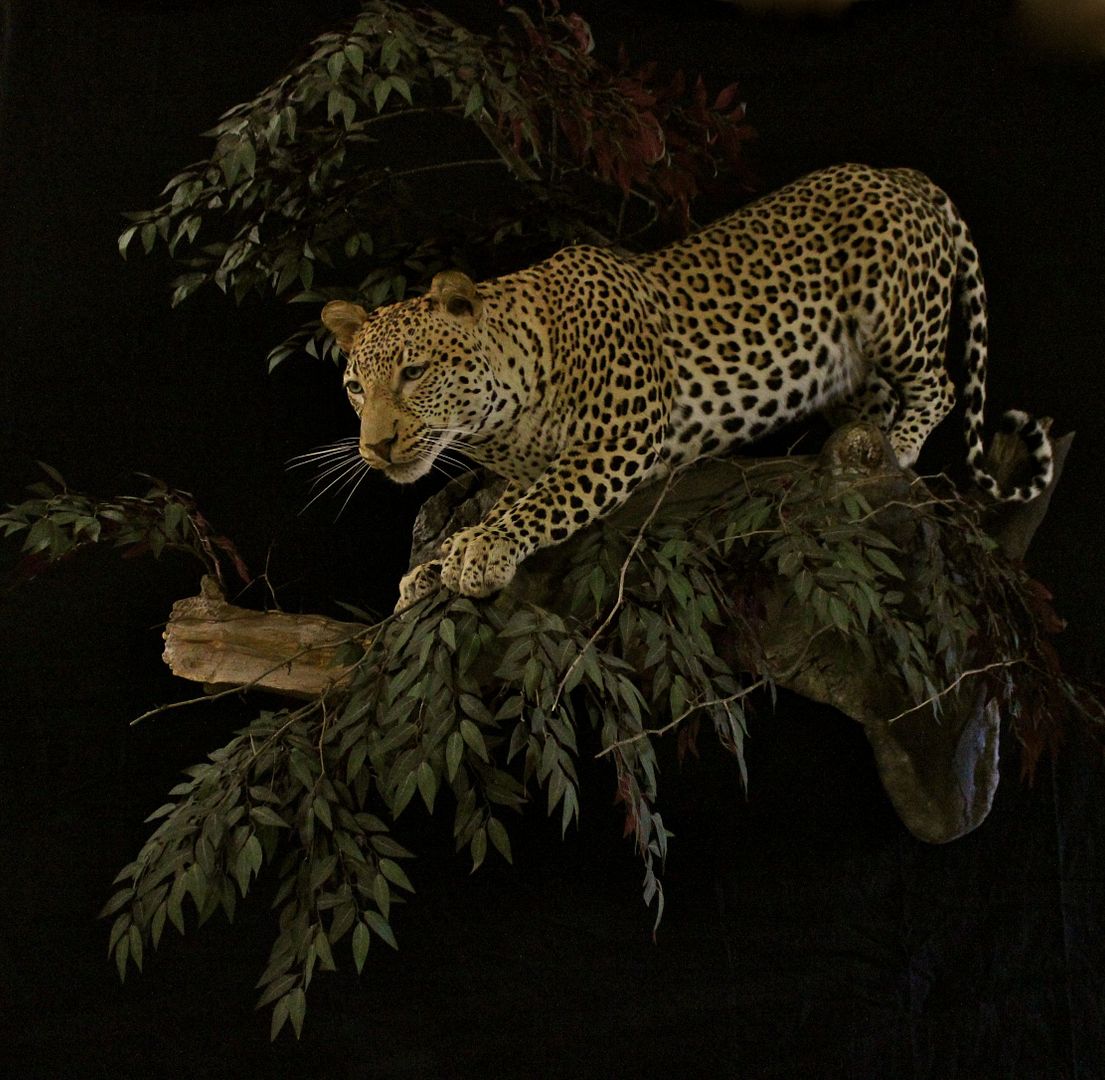 Leopard Taxidermy Pictures | Page 3 | AfricaHunting.com