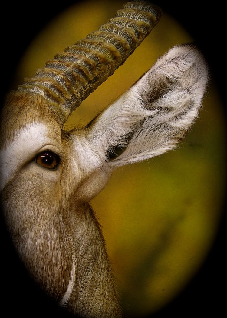 REPORT Has Anyone Used Joe Regal Taxidermy?