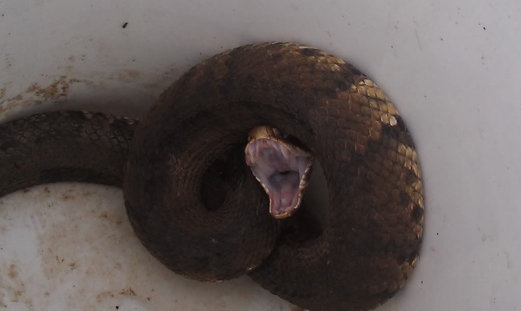 Snakebite from a cottonmouth Dog Forum