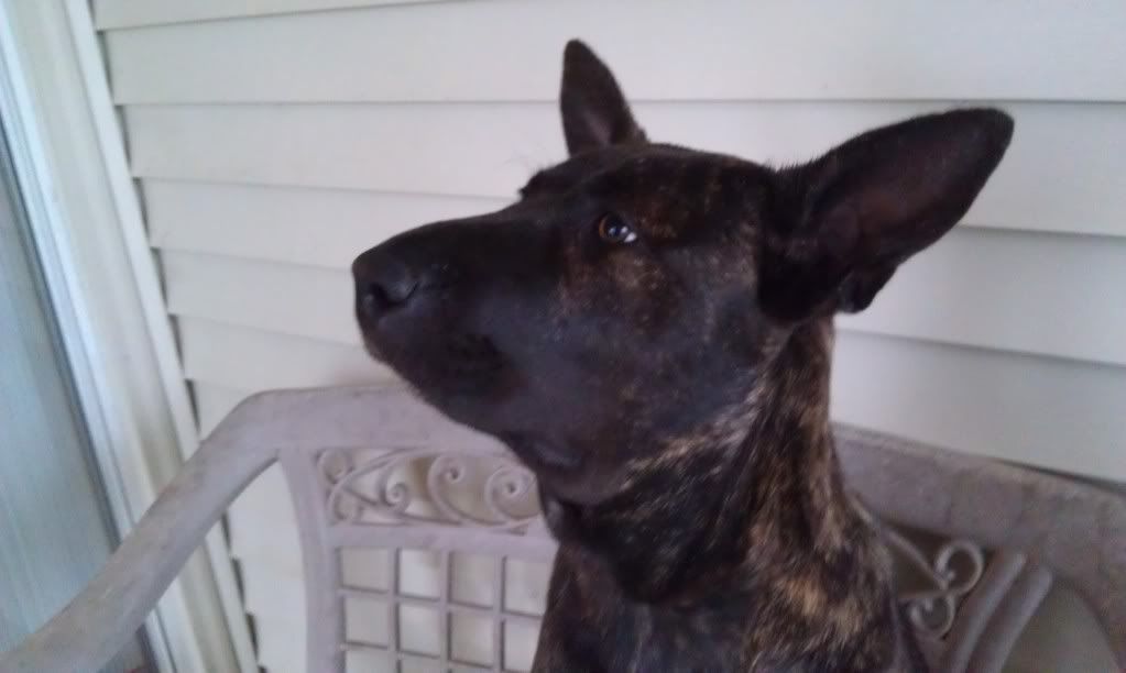 After a cottonmouth bite Working Dog Forums