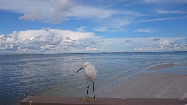 Miami y Oeste de Florida Septiembre 2016 - Blogs de USA - 28/9: Captiva – Sanibel – Fort Myers Beach (11)