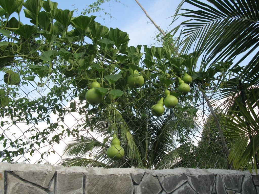 Cần bán - Biệt thự nhà vườn mới - gần KDL Bình Mỹ, Củ Chi - DT: 1100m2, giá: 2,5tỉ - 7