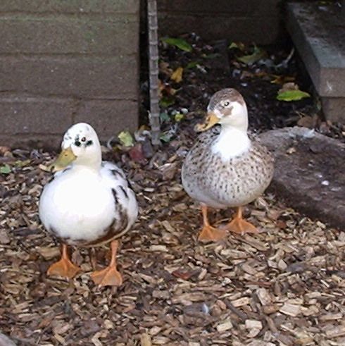 duck%20r%20us1_zpsn4ljgxs8.jpg