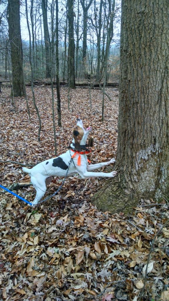 UKC Forums - Squirrel Dog For Sale