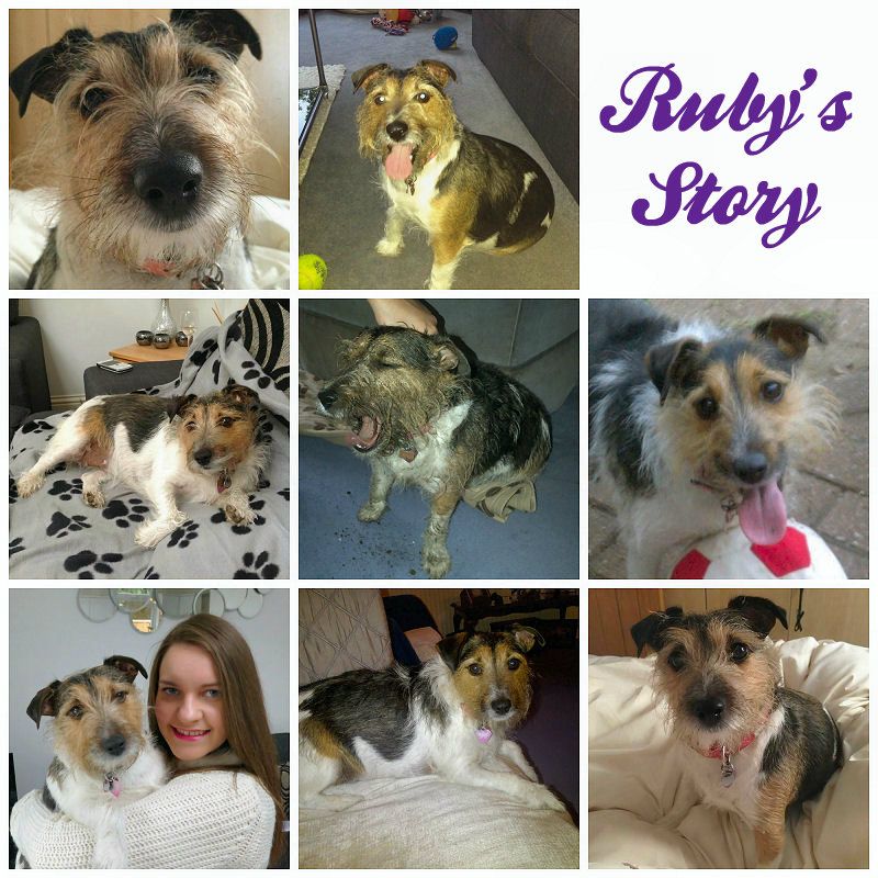 Rescue Dog from Battersea: Ruby's Story