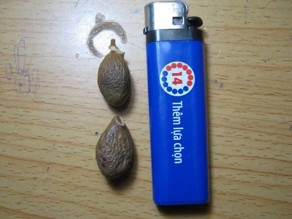 Hạt đười ươi giá rẻ đây. - 4