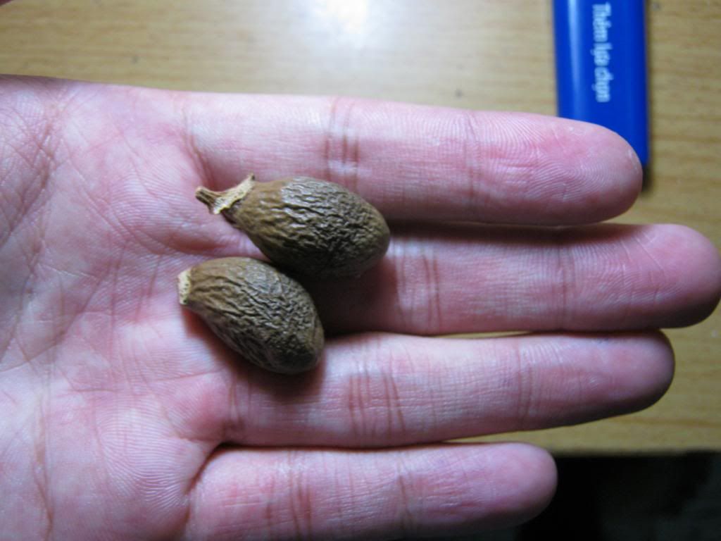 Hạt đười ươi giá rẻ đây. - 5