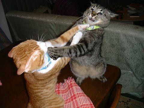 cats_fighting_10200611.jpg