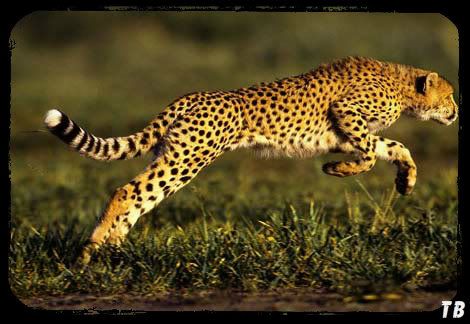 cheetah-leaping
