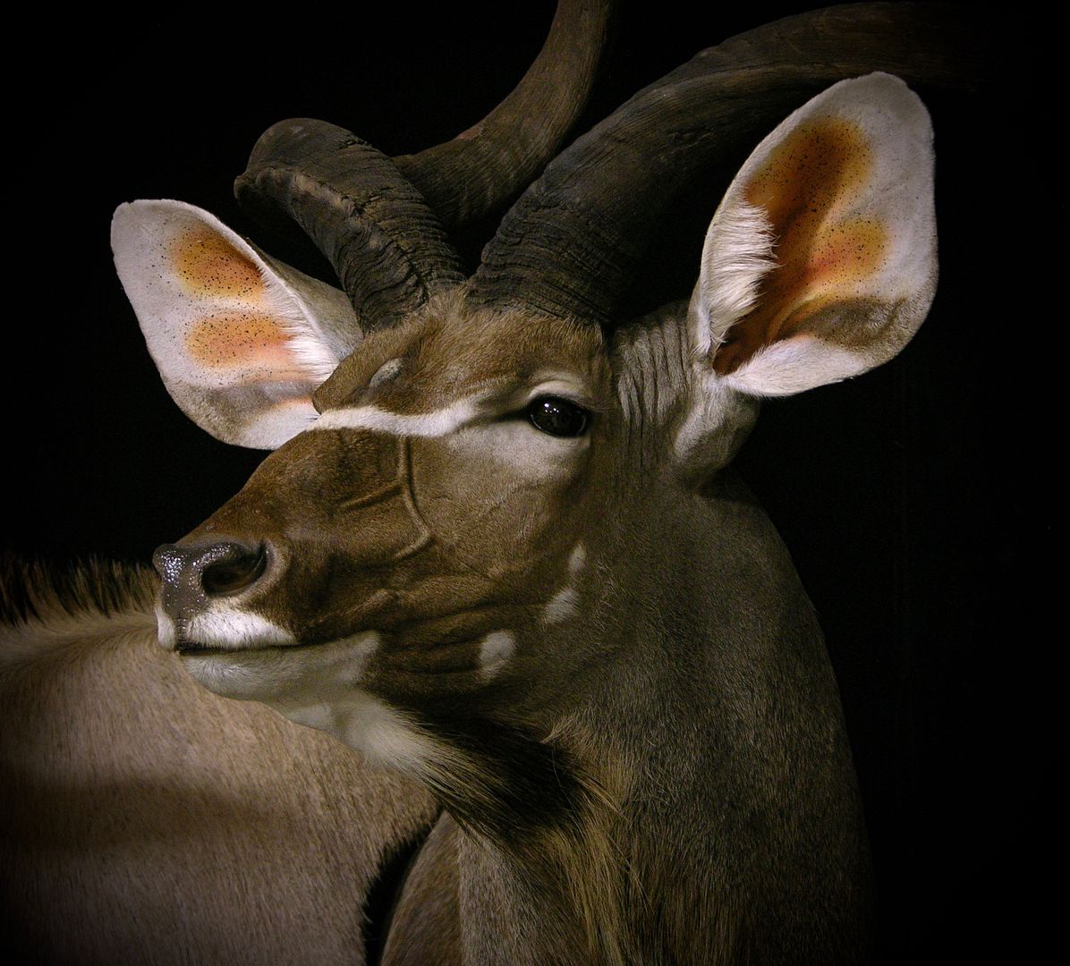 Gemsbok Kudu Double Pedestal Just Delivered To KY | AfricaHunting.com