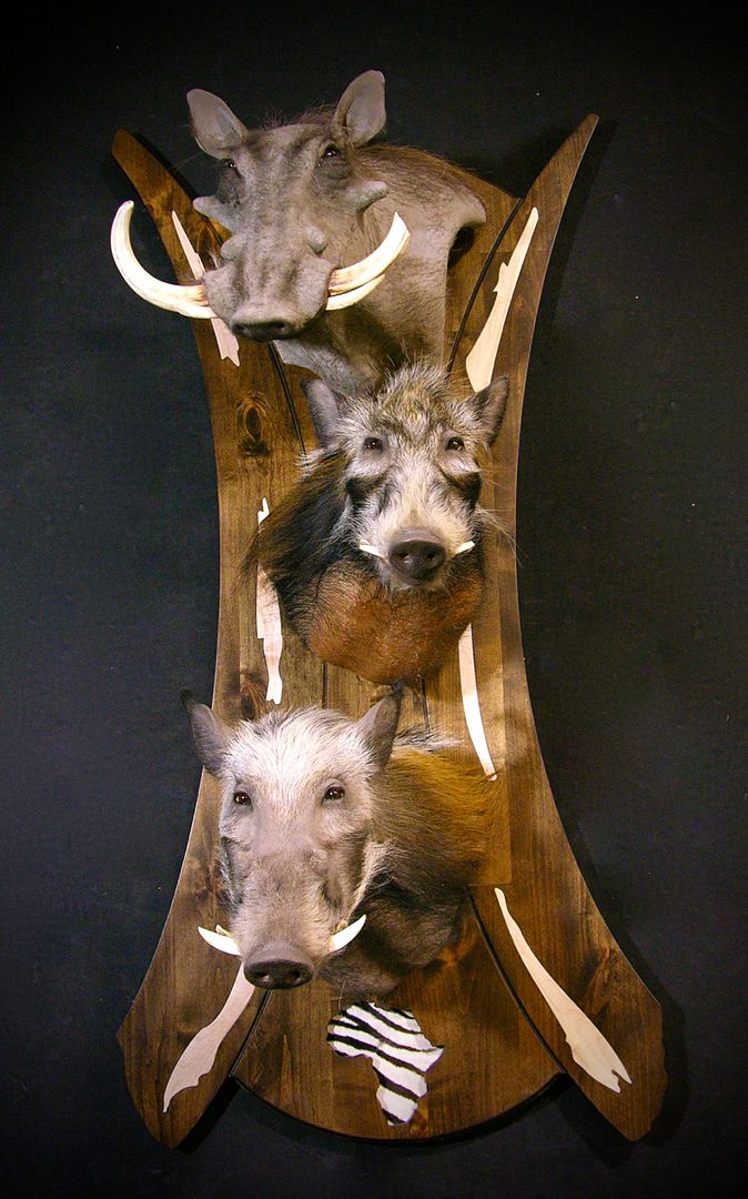 Classy, Clean, Contemporary, Custom Taxidermy Boar Mount ...
