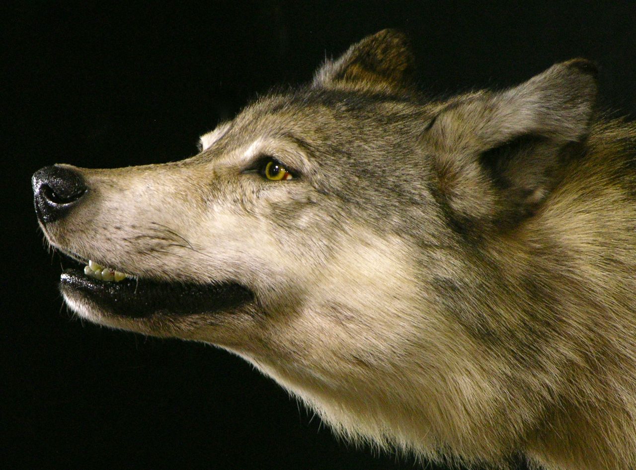 Custom Lifesize Wolf Taxidermy Mount