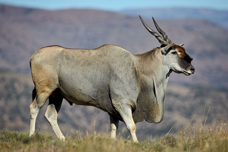 Let's see your eland mounts | AfricaHunting.com