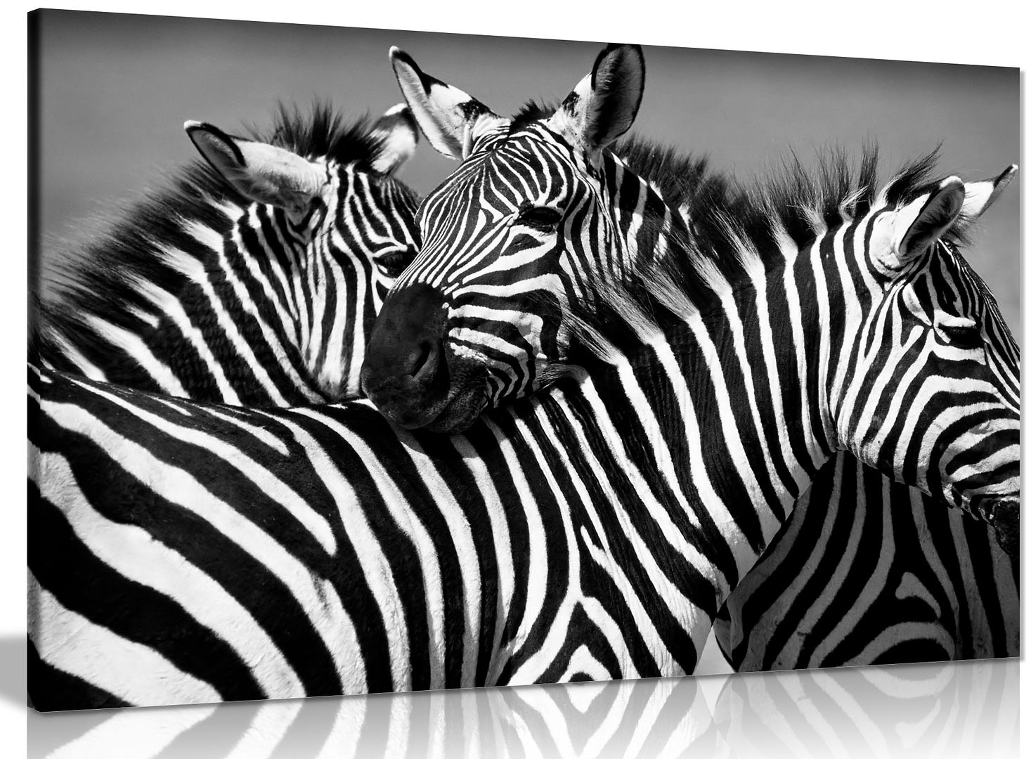 Black & White Zebra Canvas Wall Art Picture Print | eBay